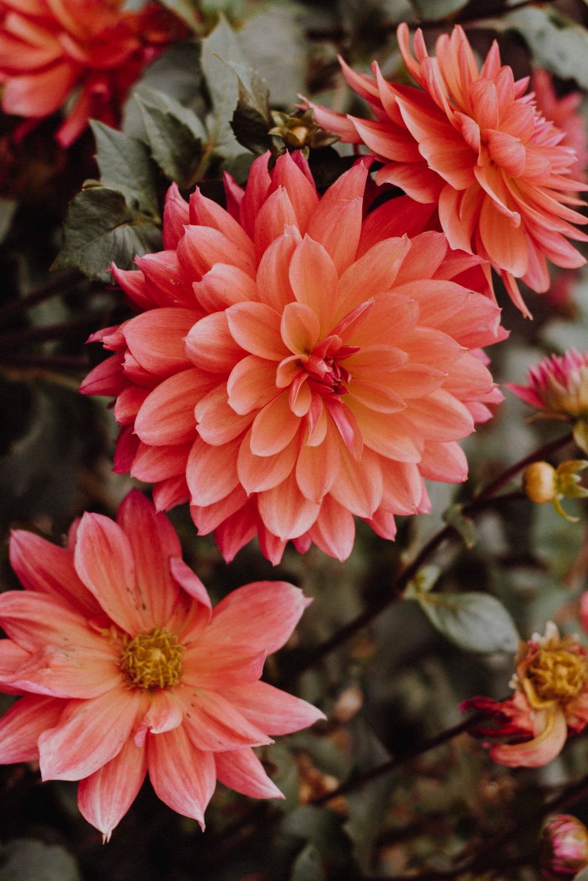 Fig Trees Blossom: conversing with God through the Book of Habakkuk Hero Image